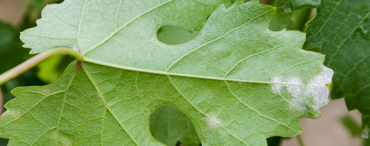 Downy mildew: With climate change, is the 3-10 model still valid?